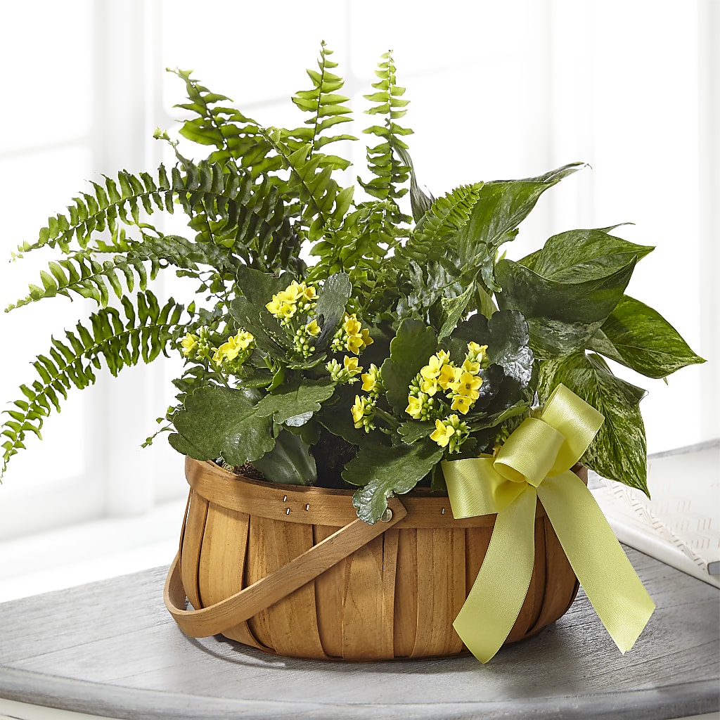 Always Dear Dishgarden – The Gift Factory Pinellas, Pinellas Park FL