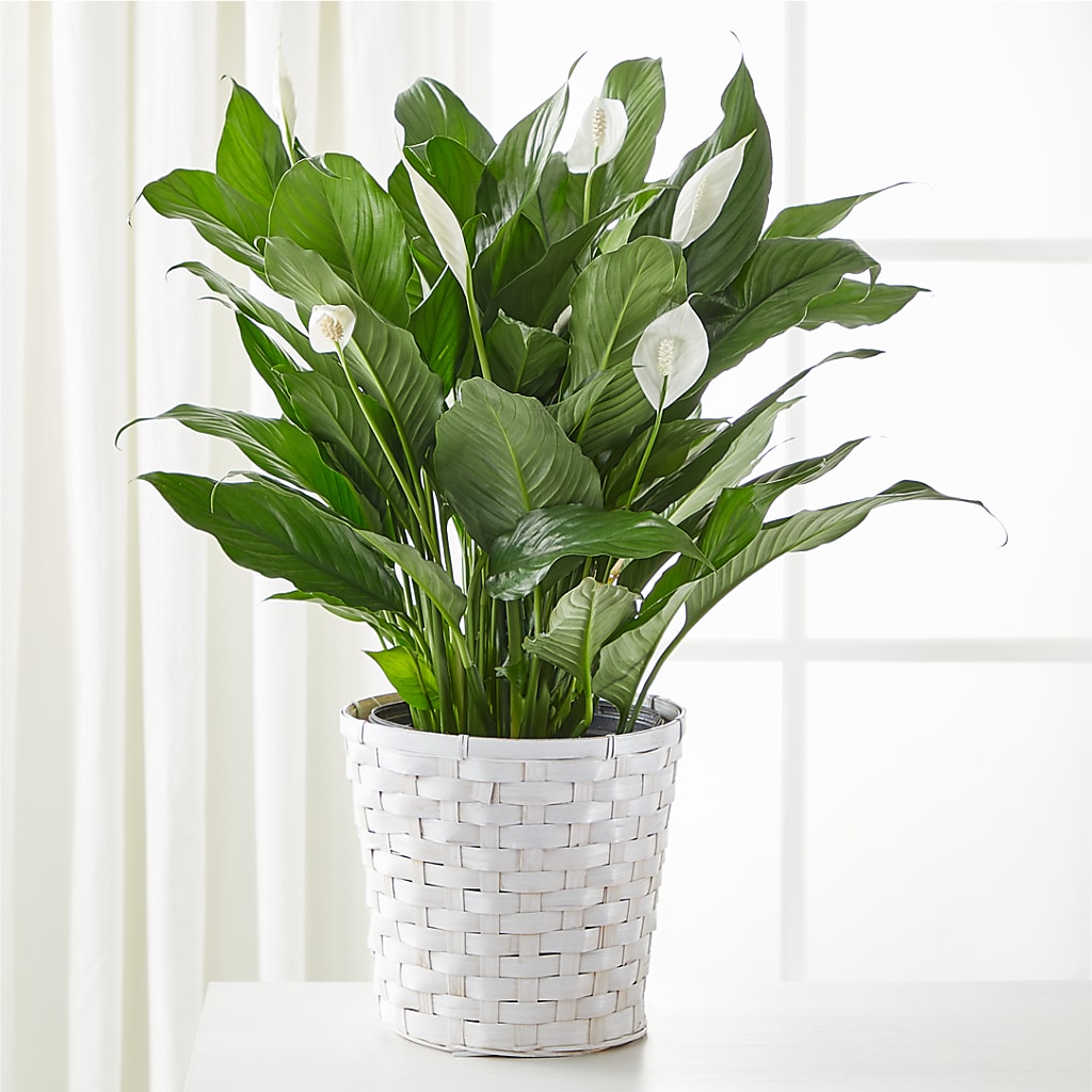 A New Leaf Peace Lily – The Gift Factory Pinellas, Pinellas Park FL