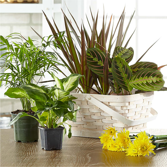 Florist Designed Blooming and Green Plants in a Basket –  The Gift Factory Pinellas, Pinellas Park FL