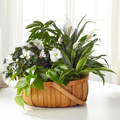 Serene Dishgarden –  The Gift Factory Pinellas, Pinellas Park FL