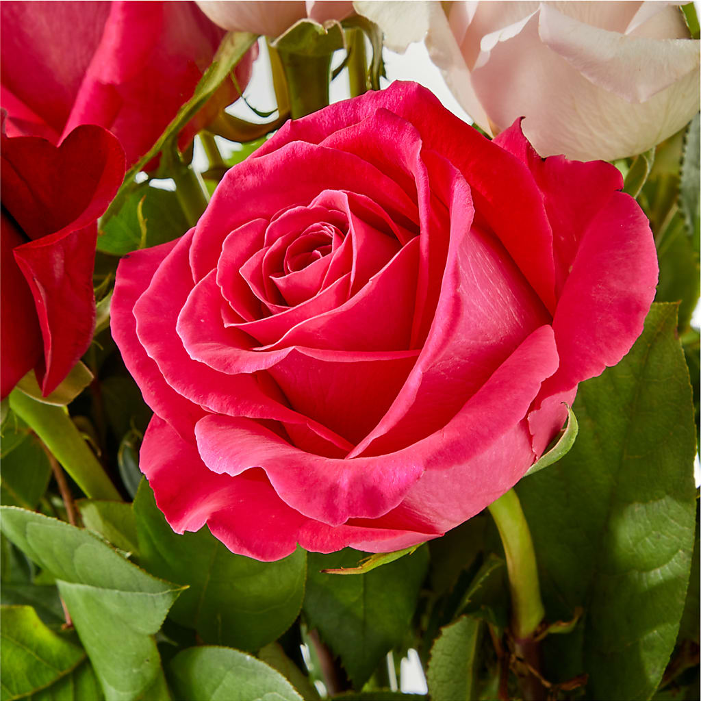 Charming Rose Bouquet –  The Gift Factory Pinellas, Pinellas Park FL